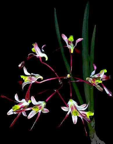 Dendrobium carronii